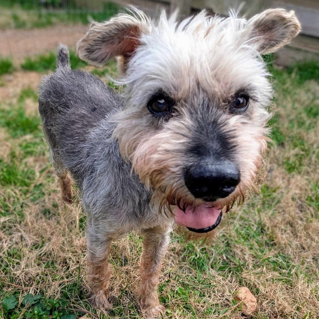 Ruger, an adoptable Schnauzer, Mixed Breed in Houston, TX, 77006 | Photo Image 5