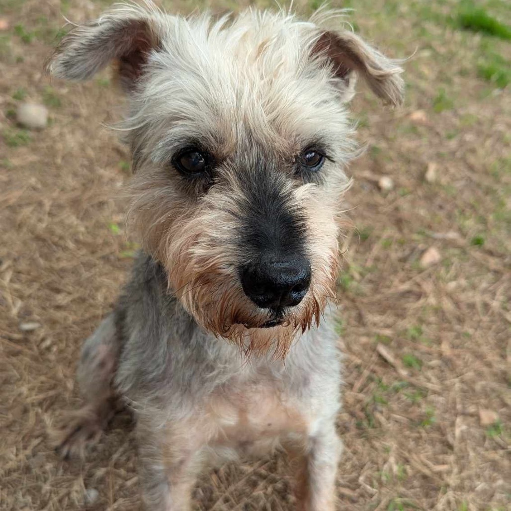 Ruger, an adoptable Schnauzer, Mixed Breed in Houston, TX, 77006 | Photo Image 6