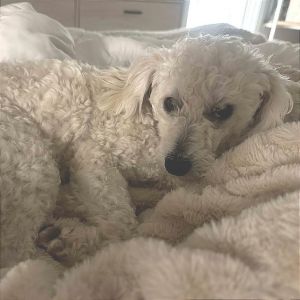 Buddy White Poodle Dog