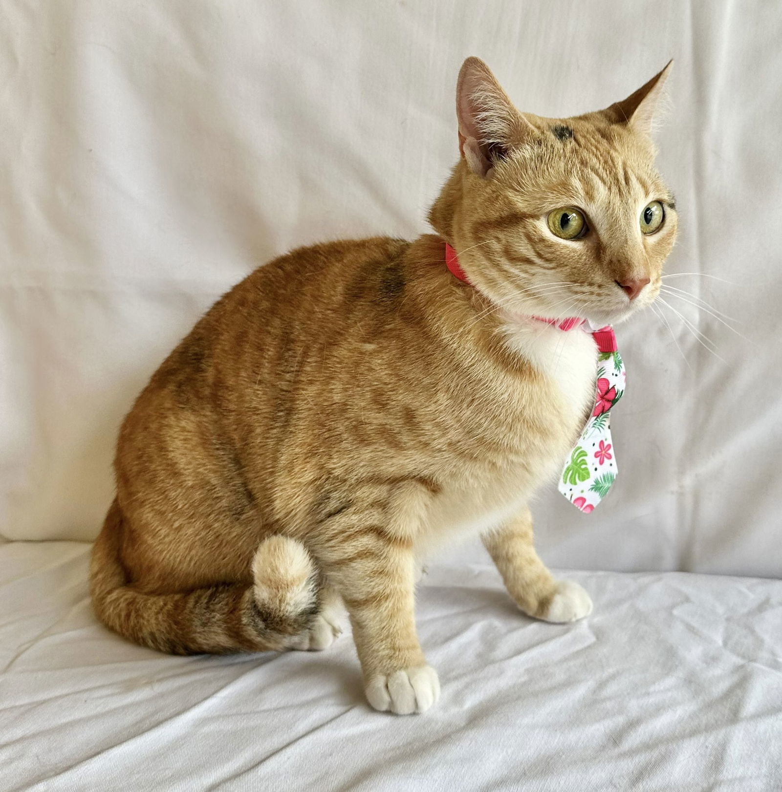 Rosie