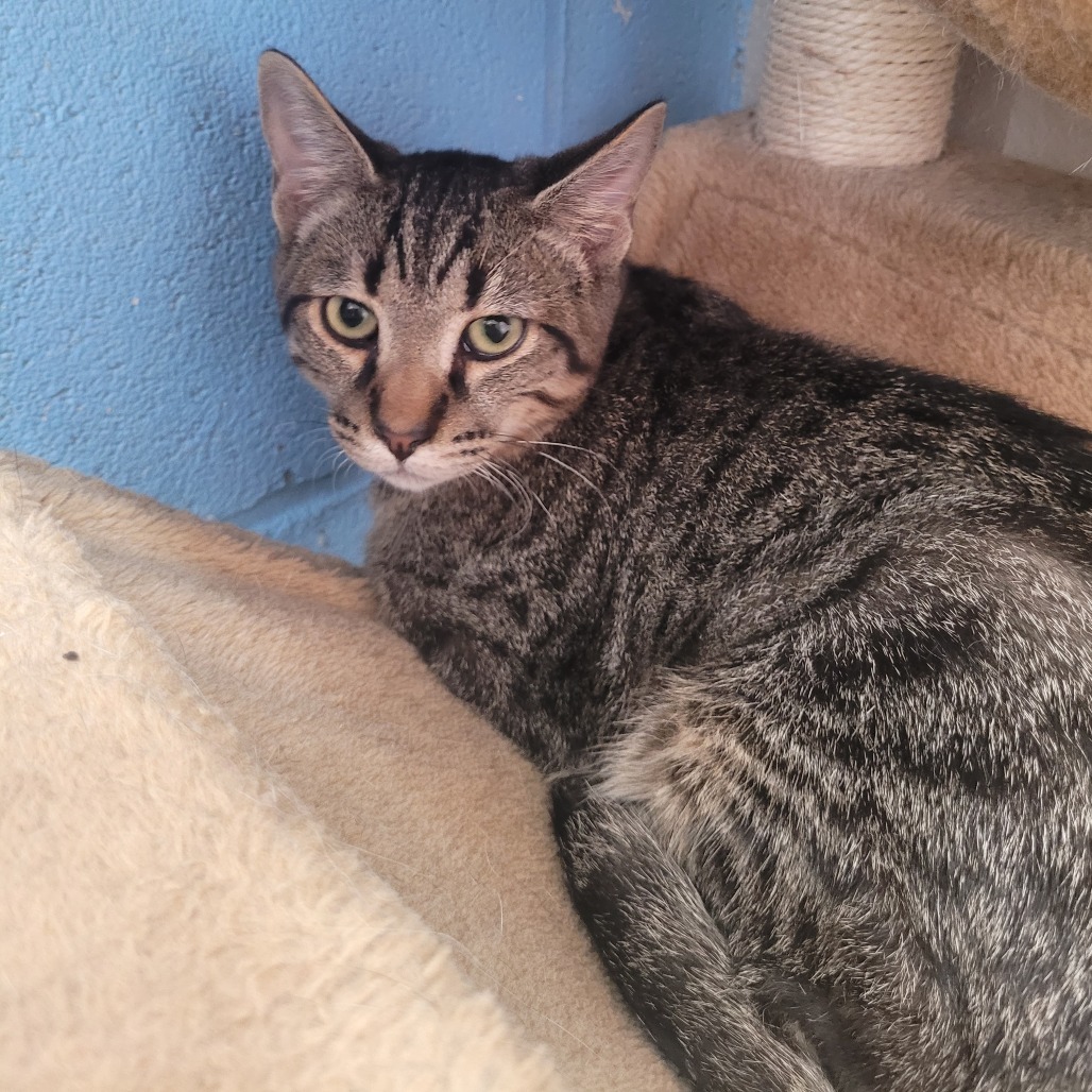 Bobby, an adoptable Domestic Short Hair in Laredo, TX, 78045 | Photo Image 1