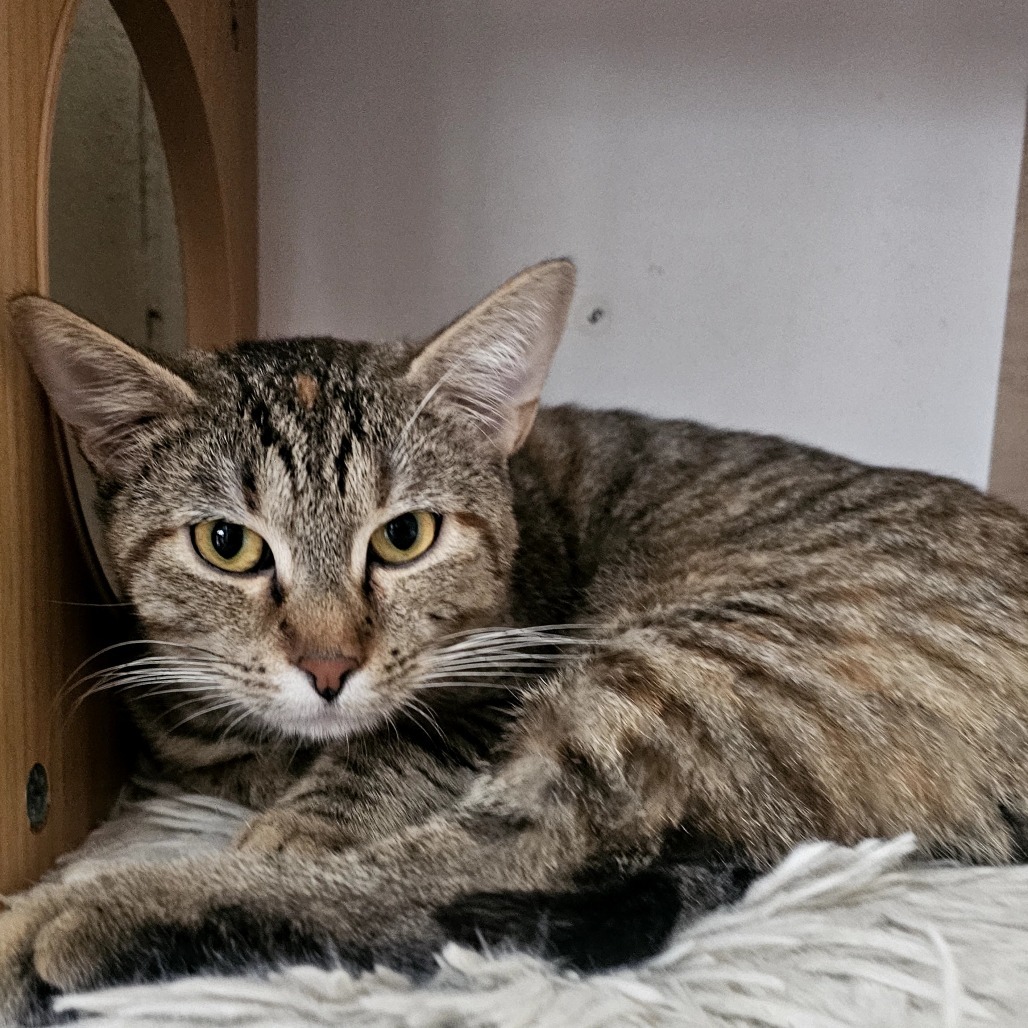 Gigi, an adoptable Domestic Short Hair in Laredo, TX, 78045 | Photo Image 1