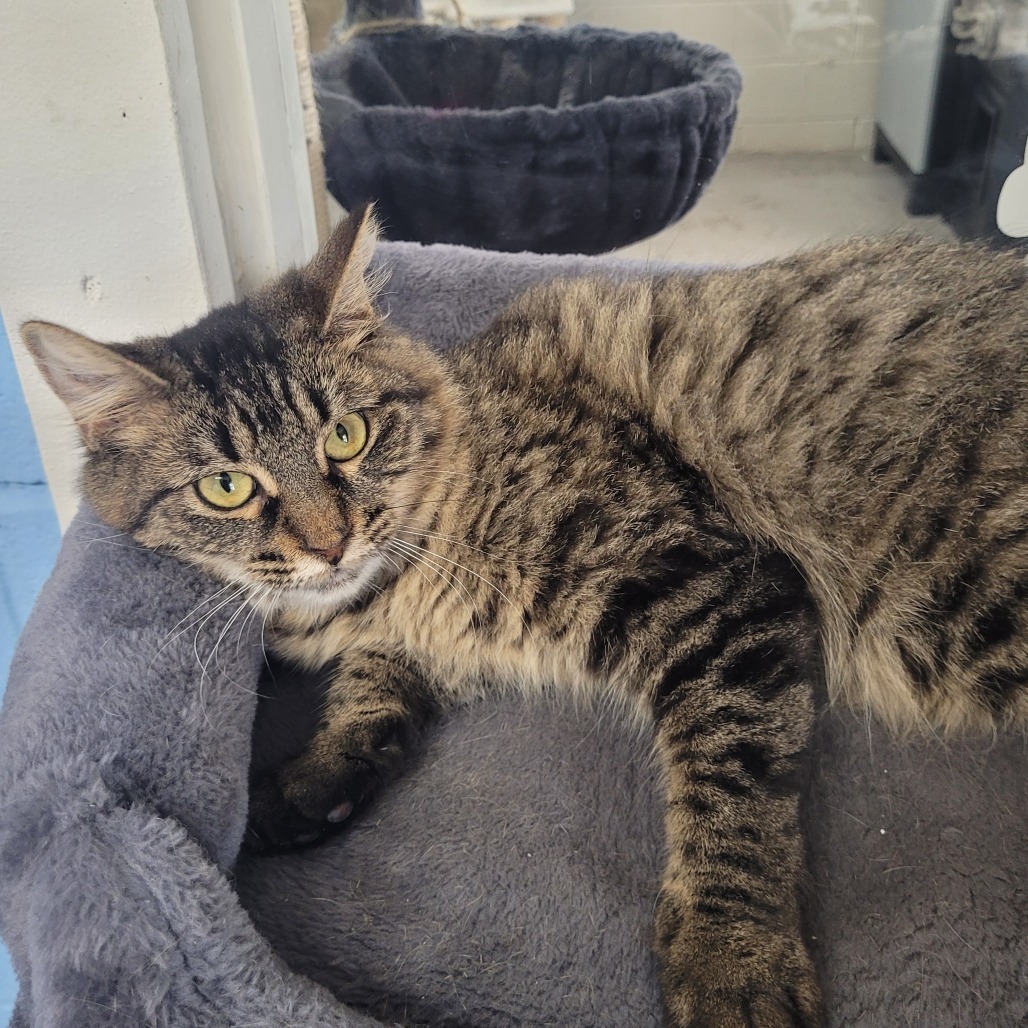 Kiki, an adoptable Domestic Short Hair in Laredo, TX, 78045 | Photo Image 1