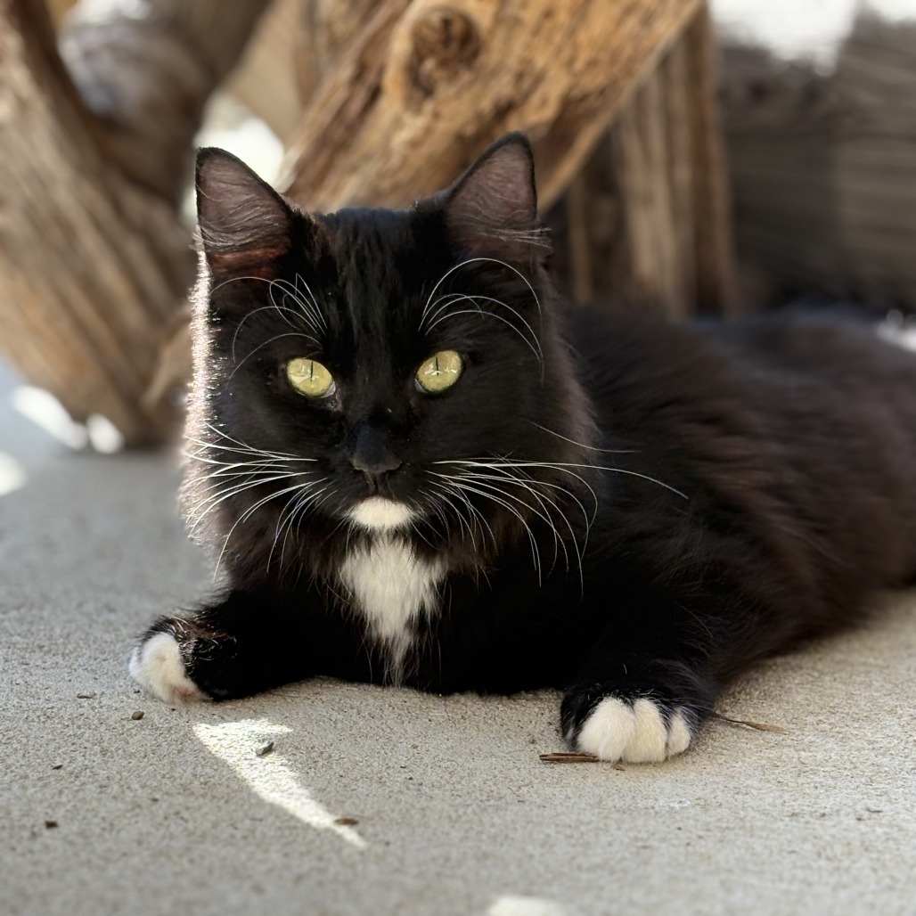 Raven, an adoptable Domestic Long Hair in Donalsonville, GA, 39845 | Photo Image 1