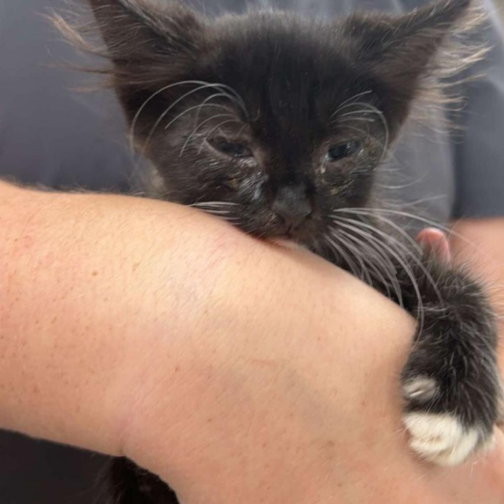 Raven, an adoptable Domestic Long Hair in Donalsonville, GA, 39845 | Photo Image 2