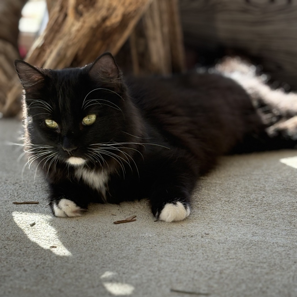 Raven, an adoptable Domestic Long Hair in Donalsonville, GA, 39845 | Photo Image 3