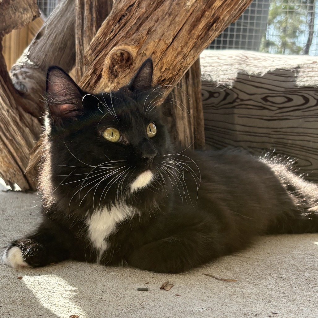 Raven, an adoptable Domestic Long Hair in Donalsonville, GA, 39845 | Photo Image 4