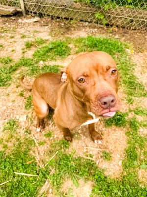 Eva, Young Female Pit Bull Terrier