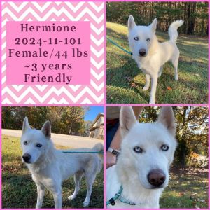 2025-02-042 *Hermione*, Adult Female unknown
