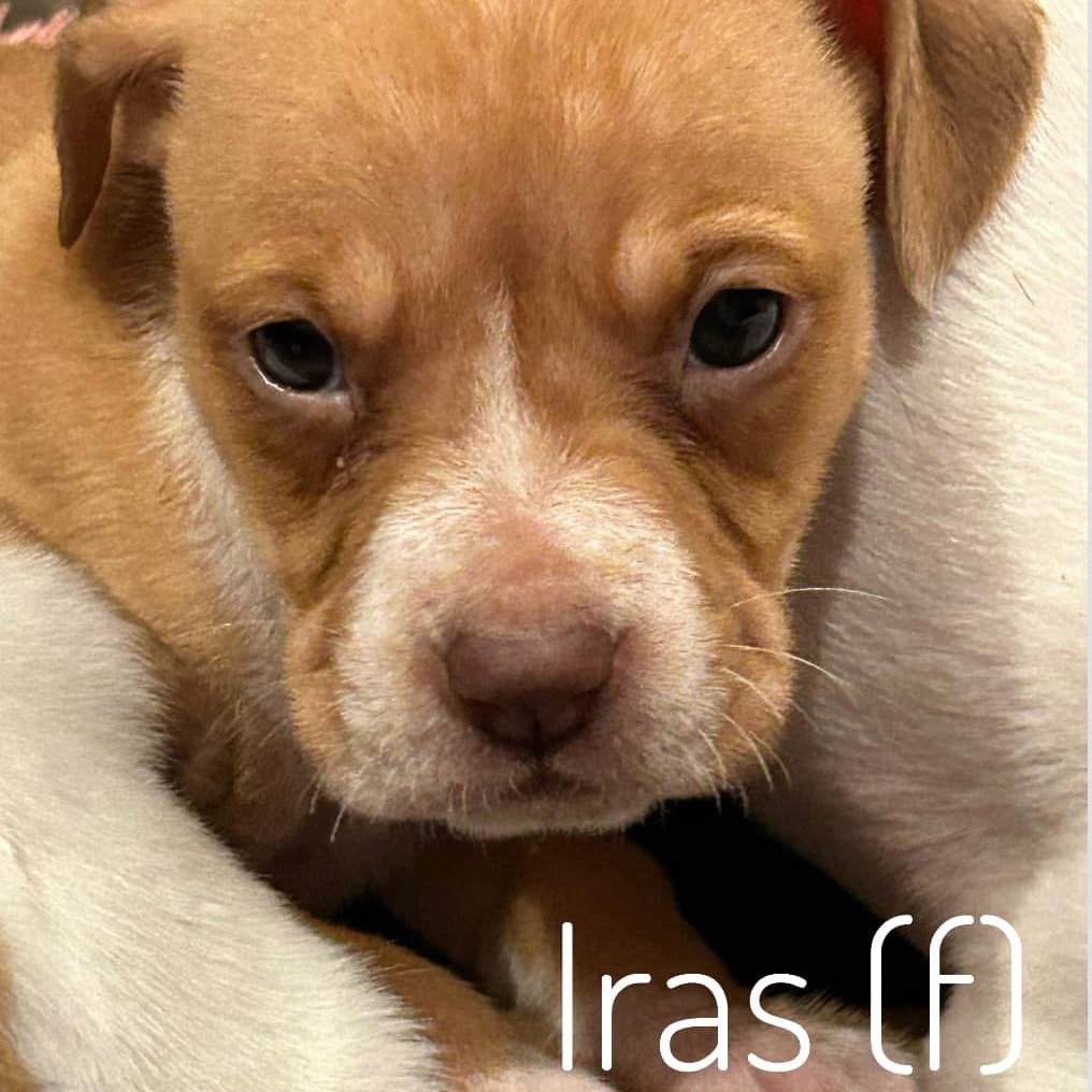 Iras