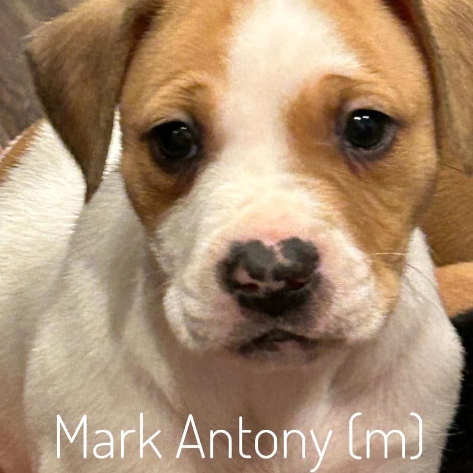 Mark Antony