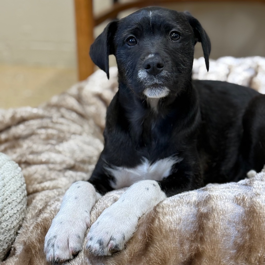 Delilah, an adoptable Bullmastiff, Great Pyrenees in Newport, TN, 37821 | Photo Image 1