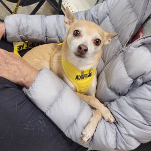 Stimie, Adult Male Chihuahua