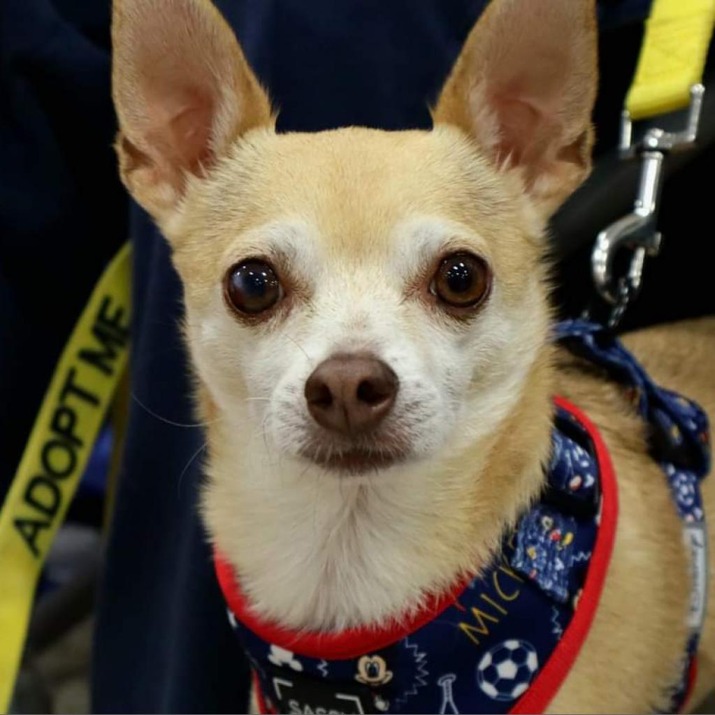 Stimie, an adoptable Chihuahua in Rochester, MN, 55903 | Photo Image 1