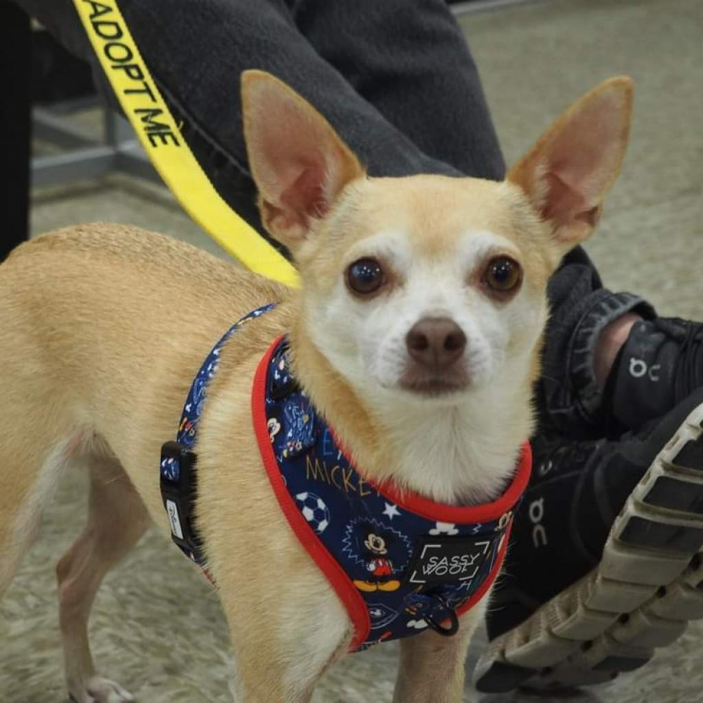 Stimie, an adoptable Chihuahua in Rochester, MN, 55903 | Photo Image 2
