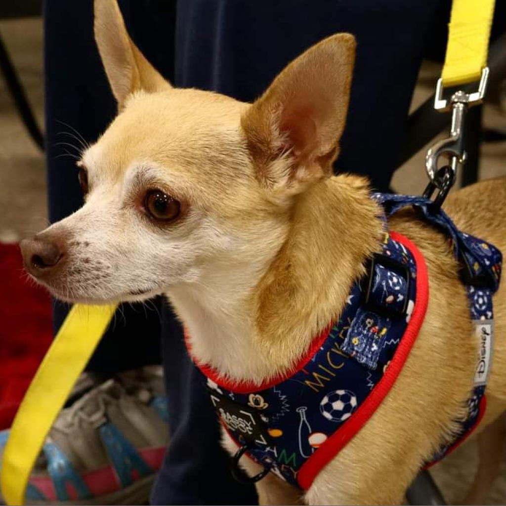 Stimie, an adoptable Chihuahua in Rochester, MN, 55903 | Photo Image 3