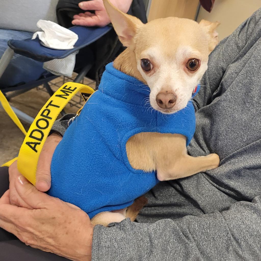 Stimie, an adoptable Chihuahua in Rochester, MN, 55903 | Photo Image 4