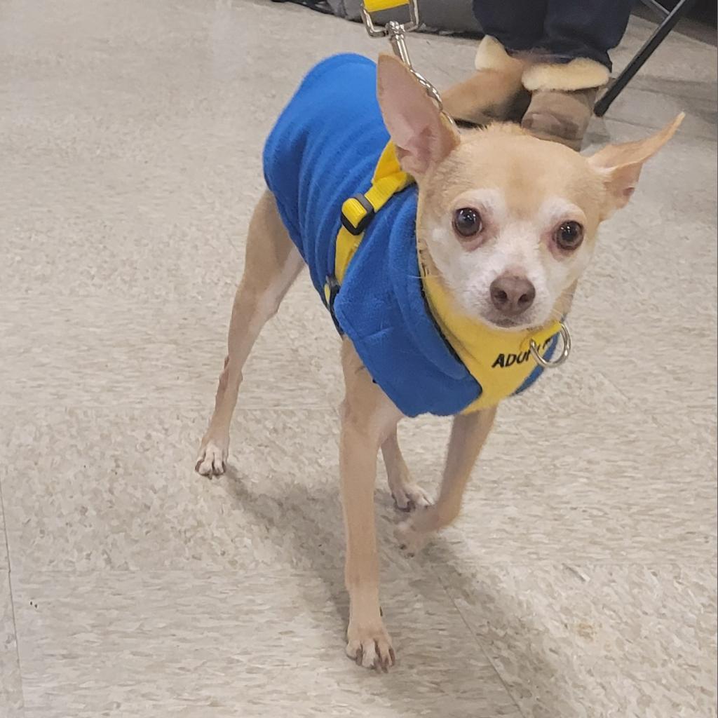 Stimie, an adoptable Chihuahua in Rochester, MN, 55903 | Photo Image 5