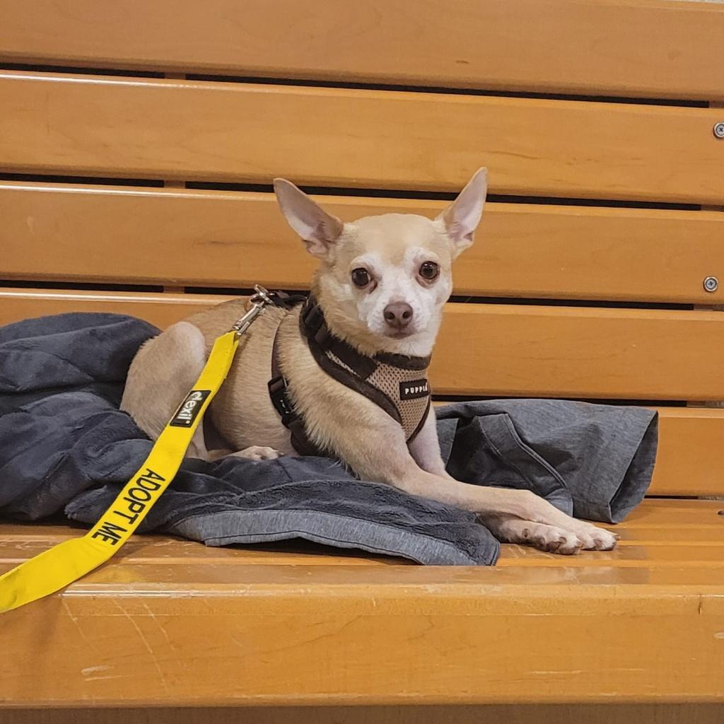 Stimie, an adoptable Chihuahua in Rochester, MN, 55903 | Photo Image 6