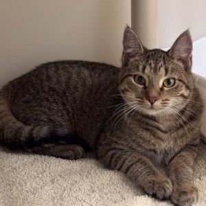 Fendi Caroline (Bonded w/Valentino Caroline), Young Female unknown