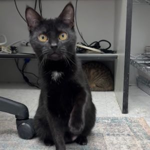 Valentino Caroline (Bonded w/Fendi Caroline), Young Female unknown