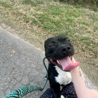 Rattles Mixed Breed Dog