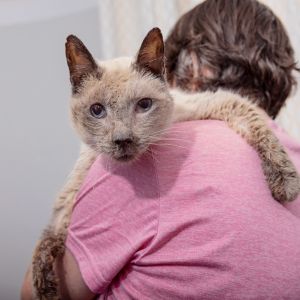 Meet Othello This incredibly sweet and gentle 10 year-old boy is as lovable as they come Othello l