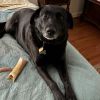 Abbie Vlasics (Lovey Howl)