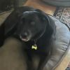 Abbie Vlasics (Lovey Howl)