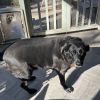 Abbie Vlasics (Lovey Howl)