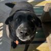 Abbie Vlasics (Lovey Howl) photo 4