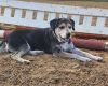 _Dottie photo 2