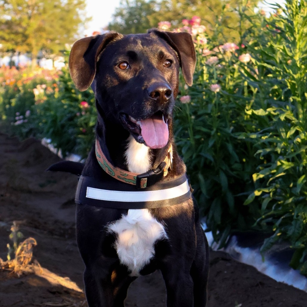 Carl, an adoptable Mixed Breed in South Portland, ME, 04106 | Photo Image 1