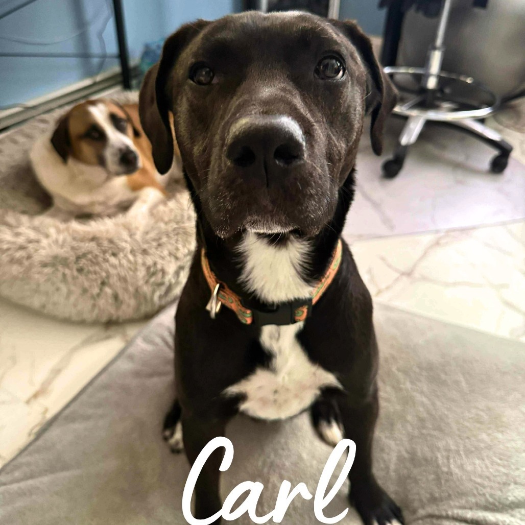 Carl