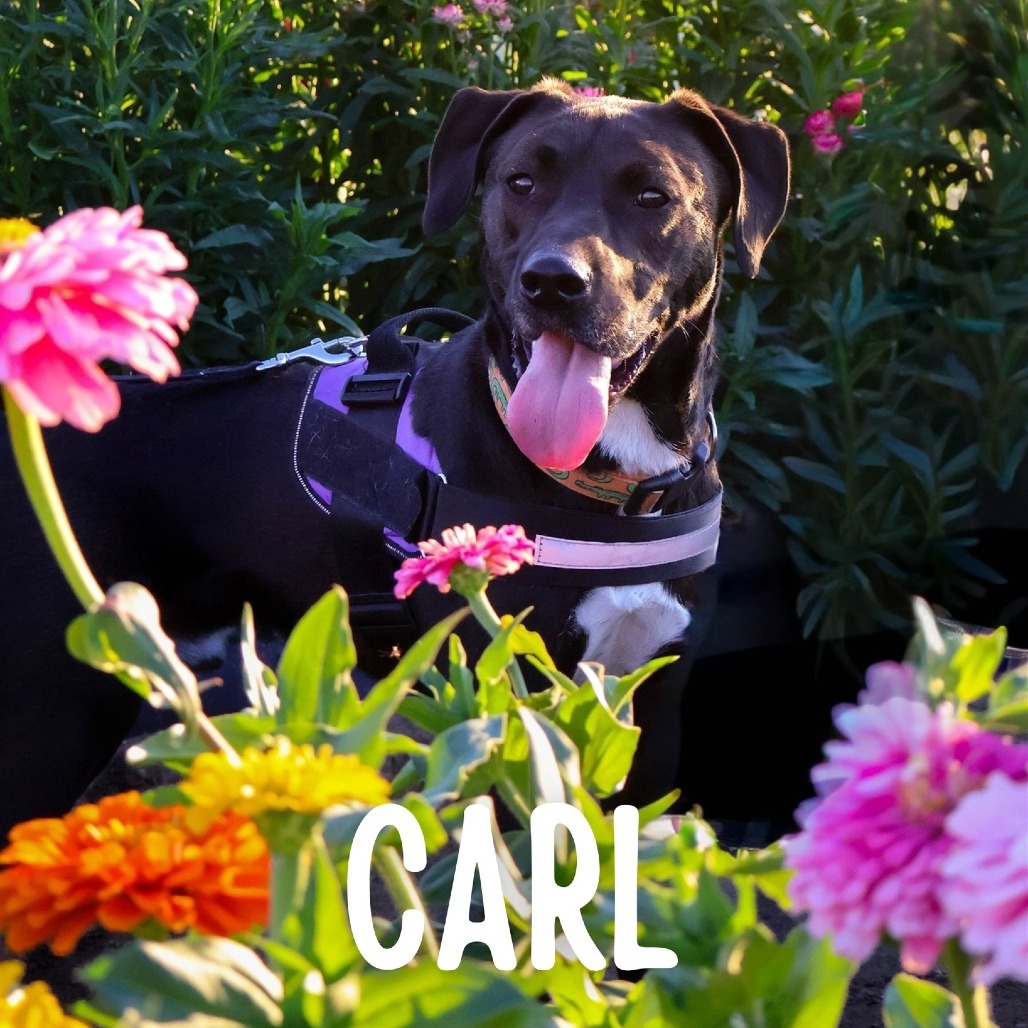Carl, an adoptable Mixed Breed in South Portland, ME, 04106 | Photo Image 2