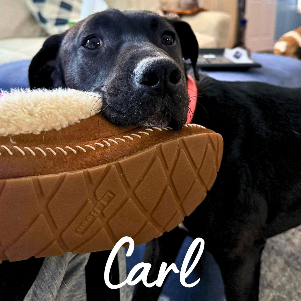 Carl, an adoptable Mixed Breed in South Portland, ME, 04106 | Photo Image 3