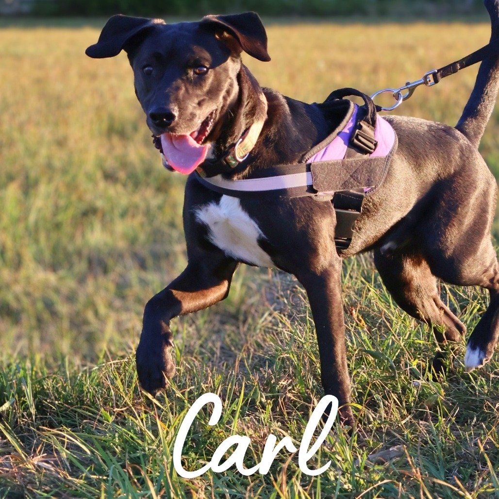 Carl, an adoptable Mixed Breed in South Portland, ME, 04106 | Photo Image 4