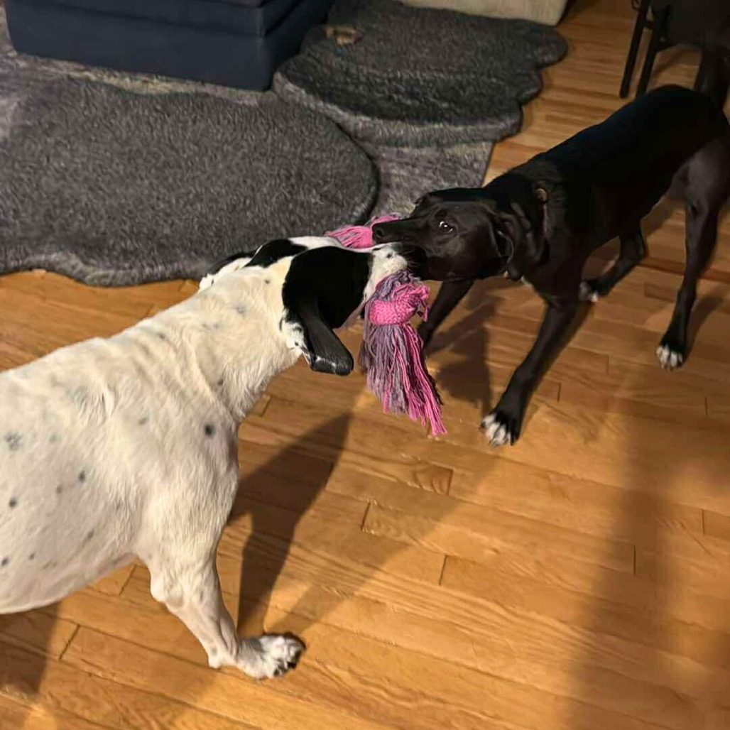 Carl, an adoptable Mixed Breed in South Portland, ME, 04106 | Photo Image 5