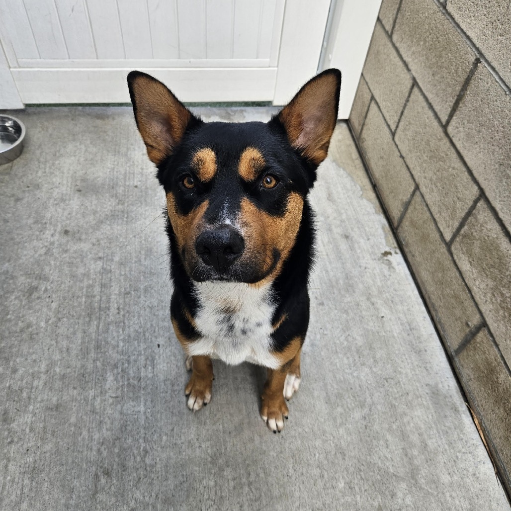 Oscar (Yoshi) LA Fire Dog