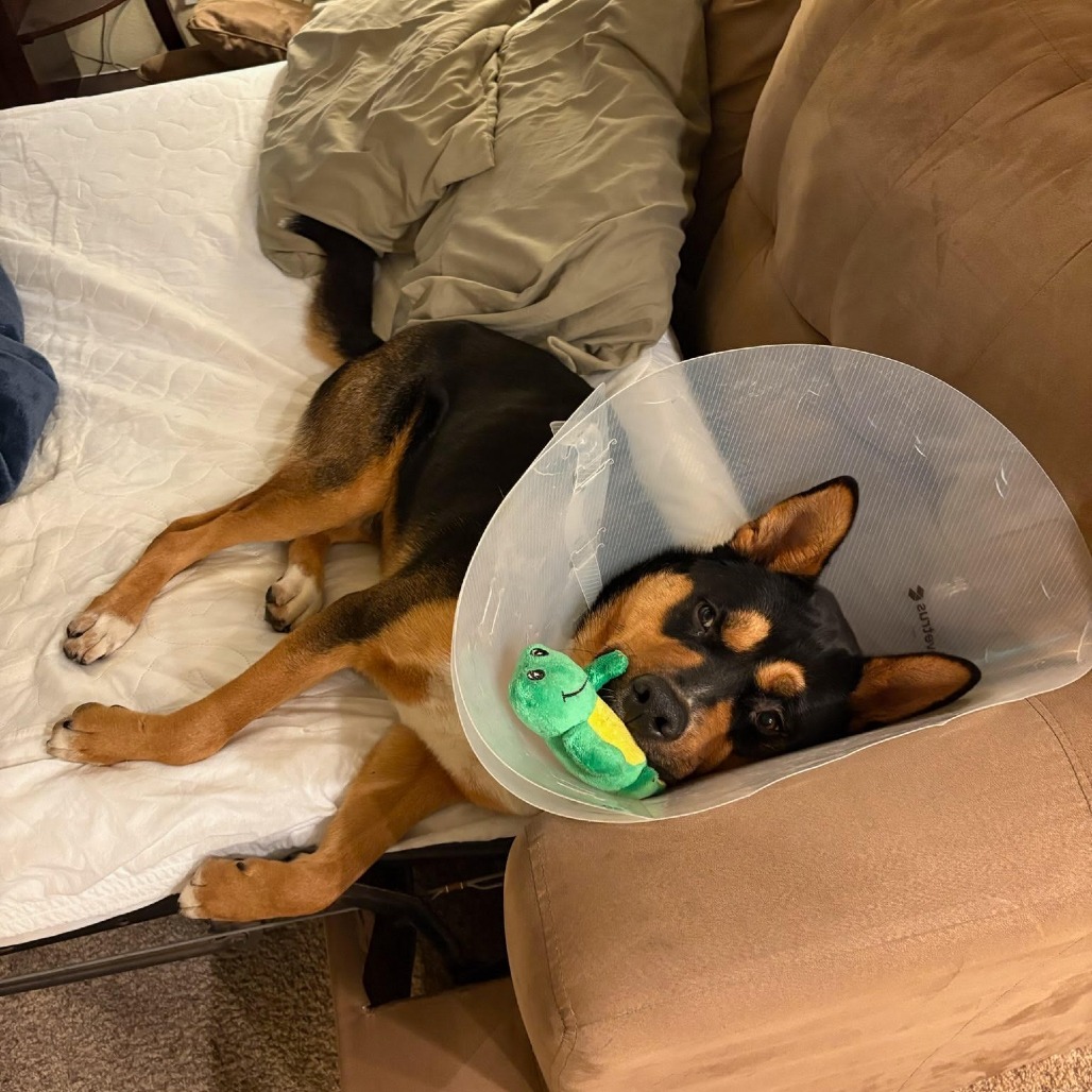 Oscar (Yoshi) LA Fire Dog