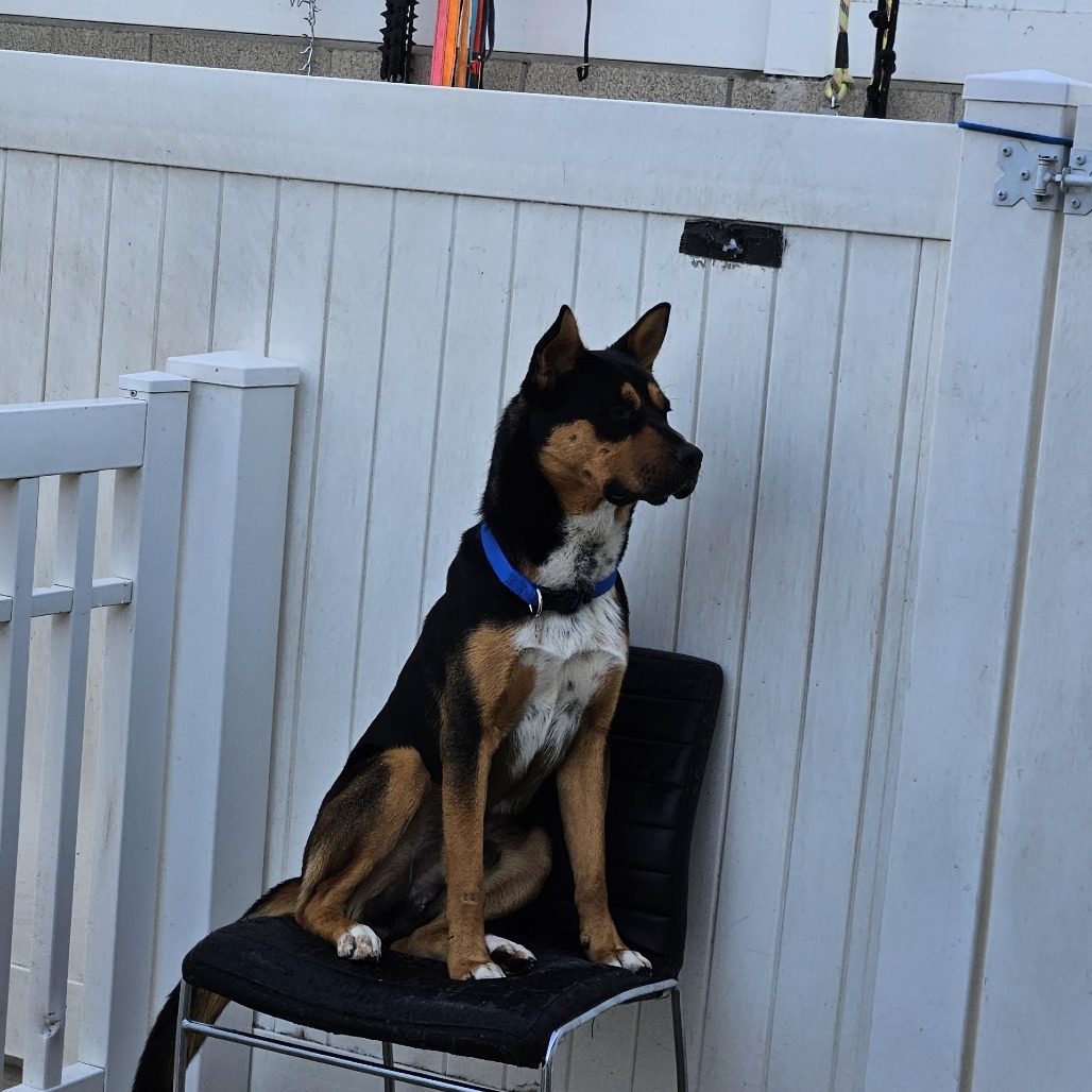 Oscar (Yoshi) LA Fire Dog