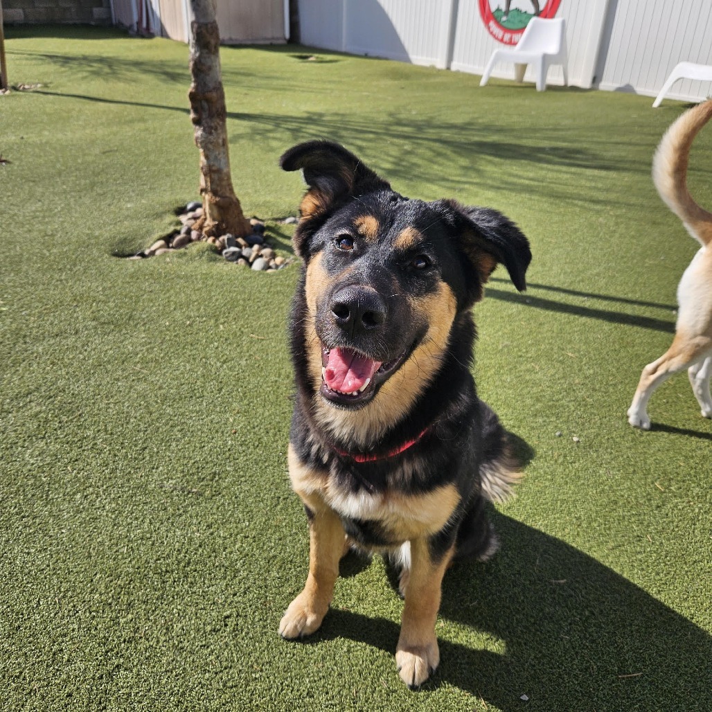 Georgia (Emmy/Loofy) LA Fire Dog