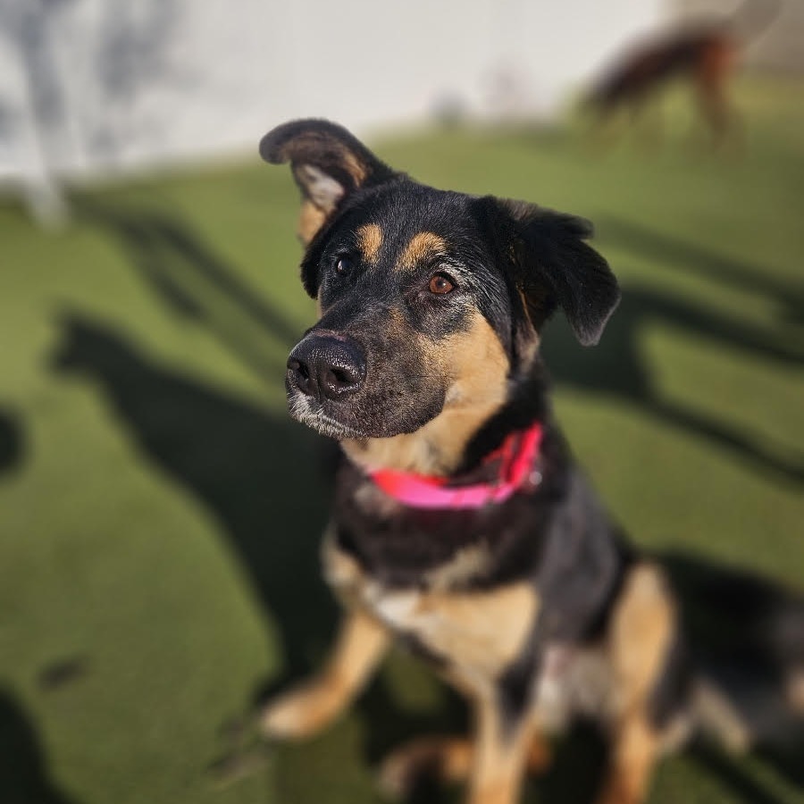 Georgia (Emmy/Loofy) LA Fire Dog