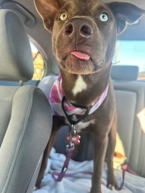 Lexi