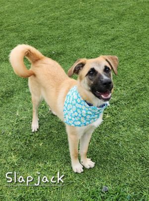 Slapjack, Young Male Anatolian Shepherd