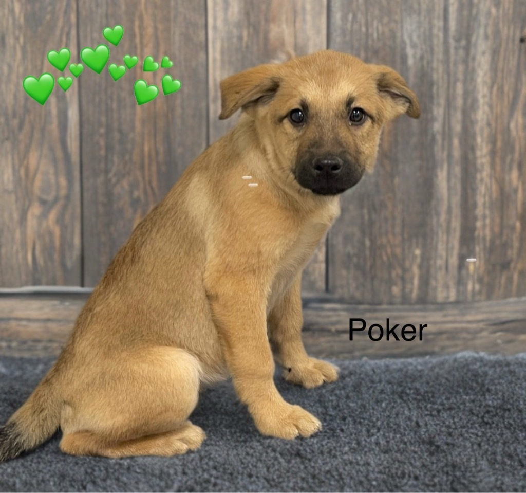 Poker
