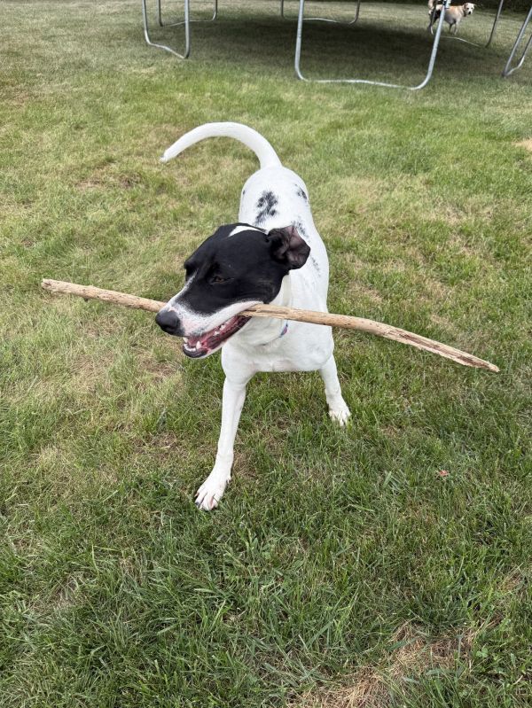 Dancer  Bd thumbnail 2