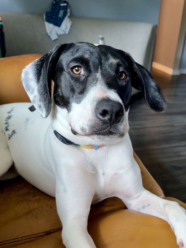 Dancer  Bd thumbnail 3