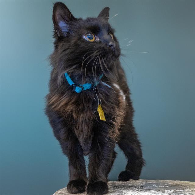 SALEM