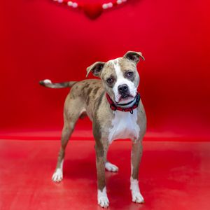 Pen 161 Dublin Pit Bull Terrier Dog